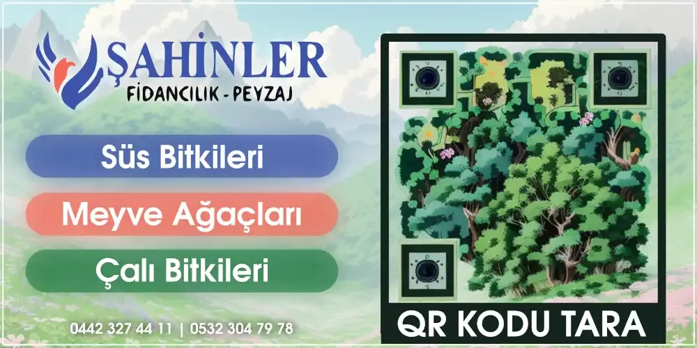 01.webp